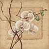 Picture of Dimensions Counted Cross Stitch Kit 12"X12"-Oriental Orchids (14 Count)