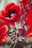 Picture of Vervaco Counted Cross Stitch Kit 13.2"X13.6"-Girl in Poppy Field on Aida (14 Count)