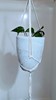 Picture of Macrame Planter Hanger