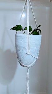 Picture of Macrame Planter Hanger